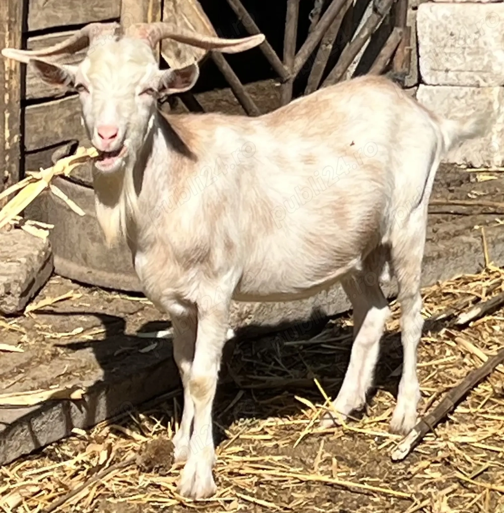 Vand 3 tapi buni de monta