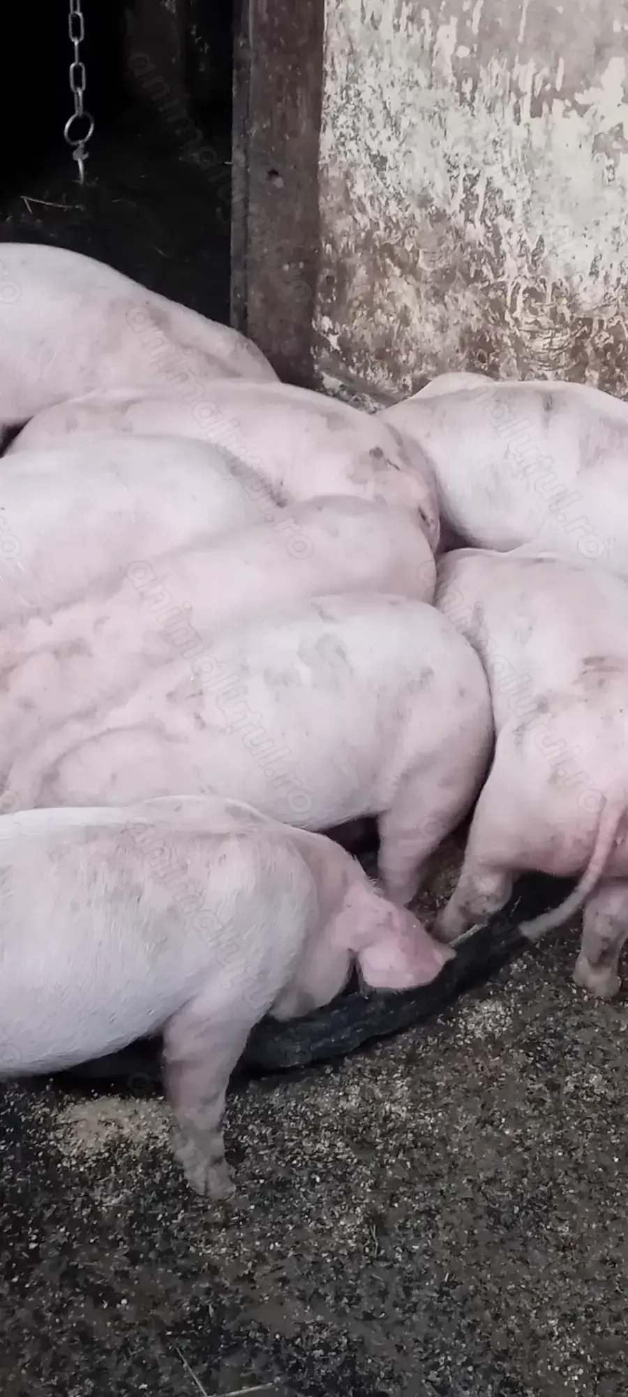 Porci si purcei  Porci si purcei