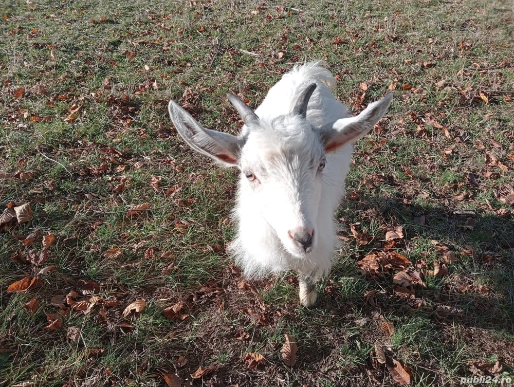 ieftina ieduță 16kg ieftina ieduță 16kg