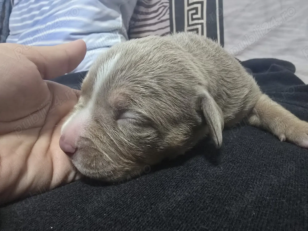 American bully Standard 