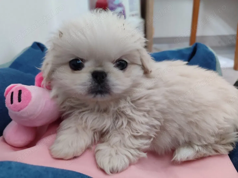 Bichon fetița 500 lei