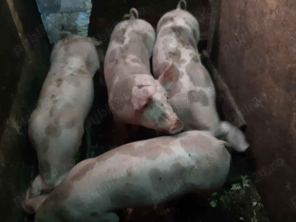 Vând scrofiţe şi porci pietrain belgian