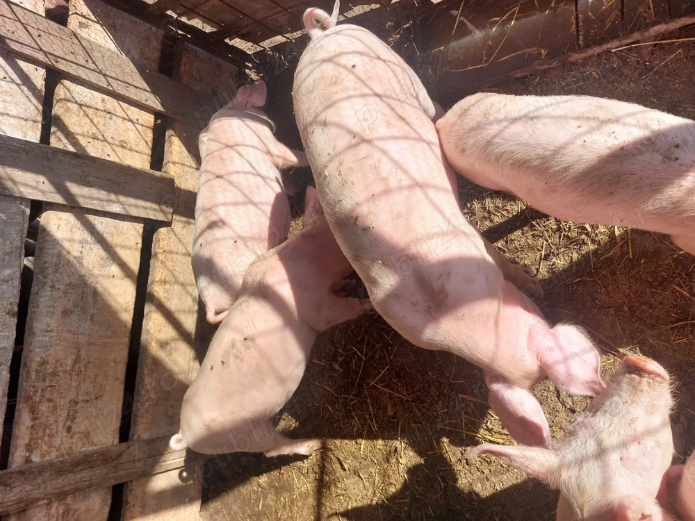 Purcei de vânzare 3 luni