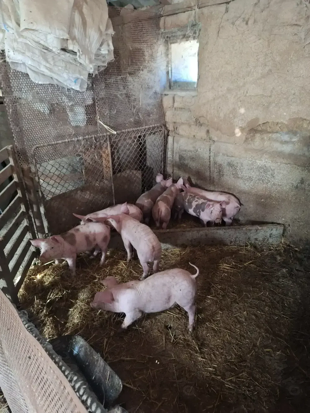 Vând purcei Vând purcei