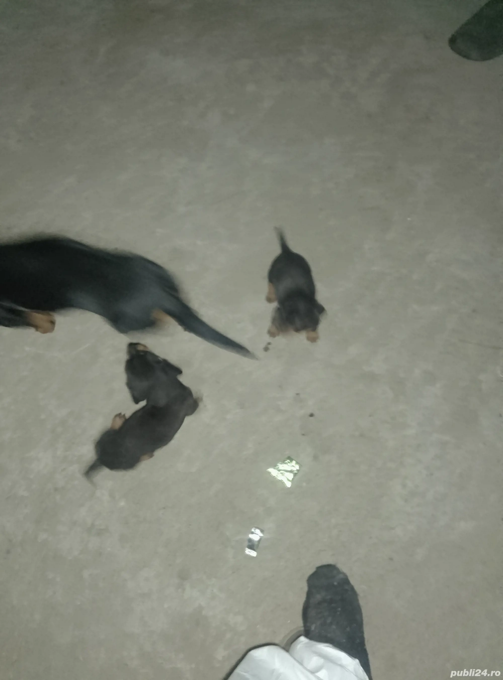 Cățeluș șorecari  Cățeluș șorecari