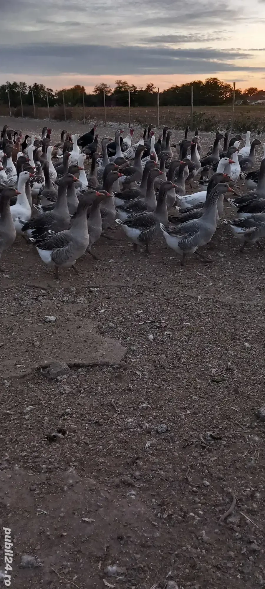 vand gâște tinere mari 