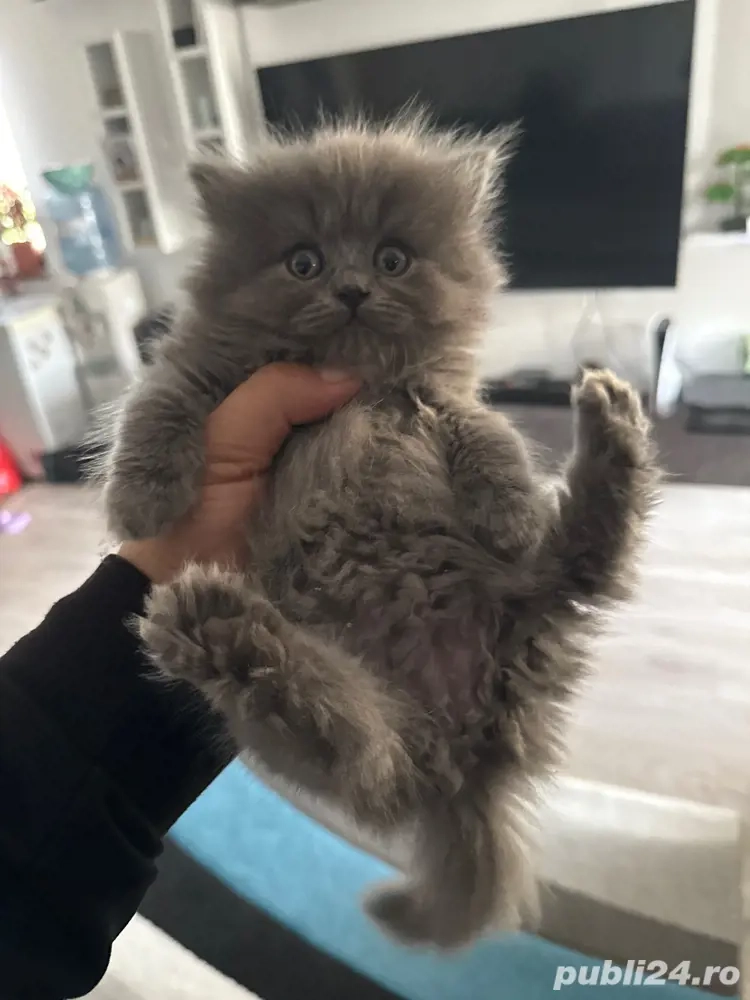 două pisicute diponibile două pisicute diponibile