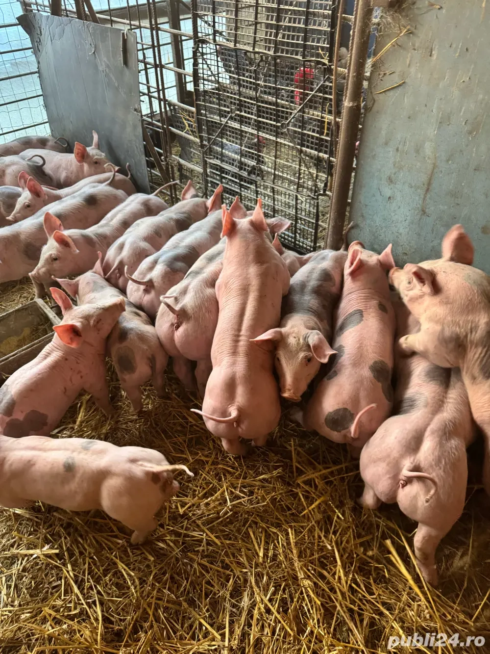 vand purcei pietrain 