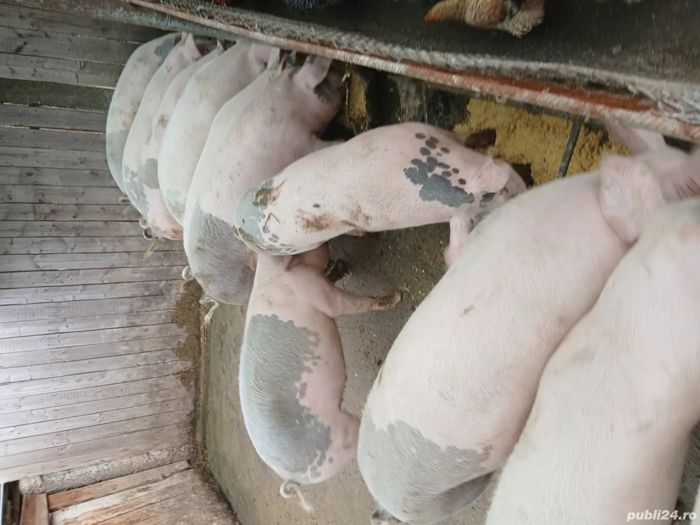 Porci ce vanzare com.Secuieni jud Neamt.