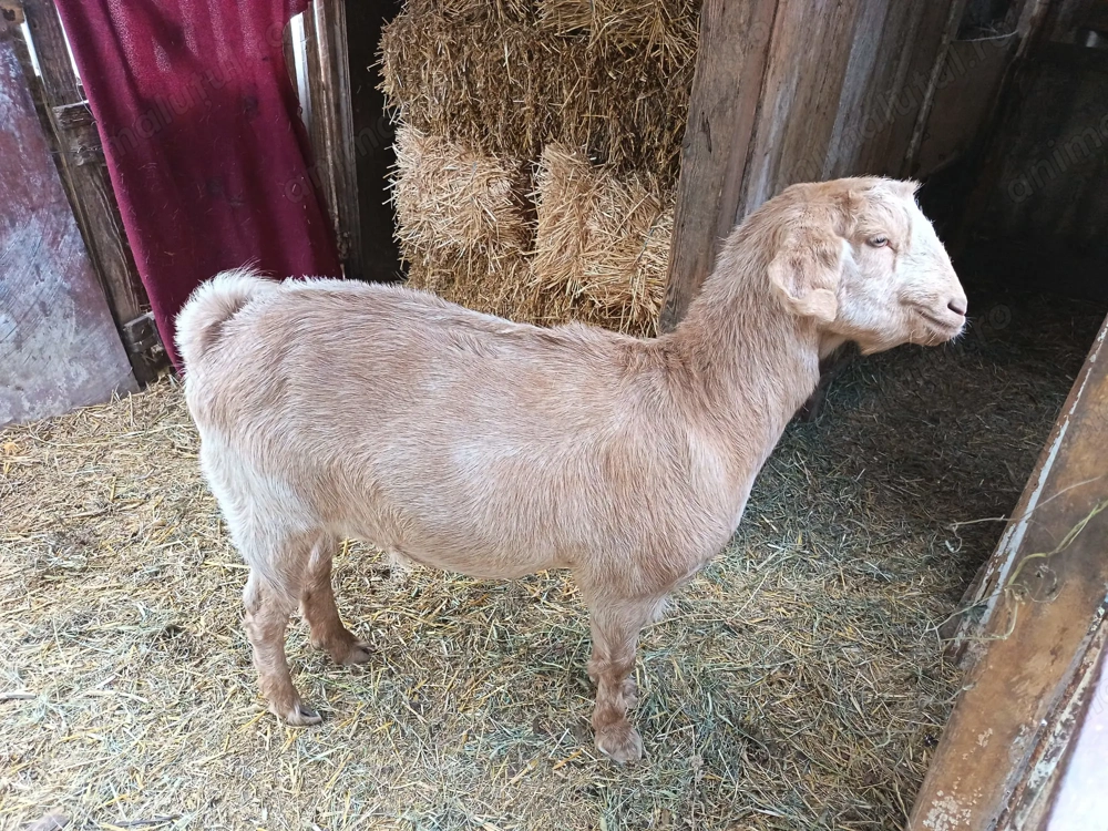 Vand capra si tap metis Anglo Nubian Vand capra si tap metis Anglo Nubian