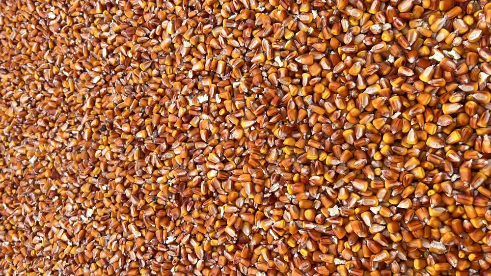 Vând porumb boabe recolta 2025