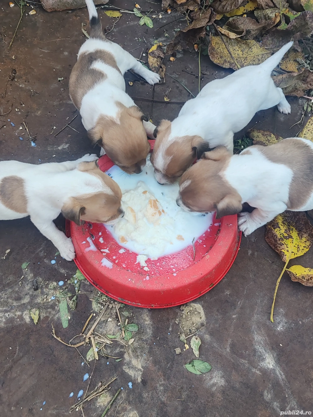 vând căței Jack Russel  vând căței Jack Russel