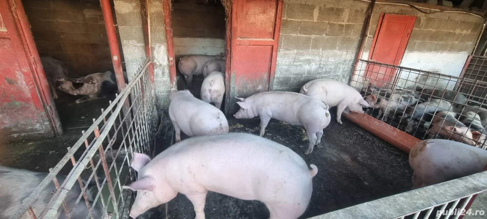 Porci de Vânzare!! Porci de Vânzare!!