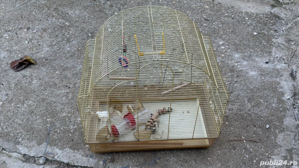 colivie papagali mare