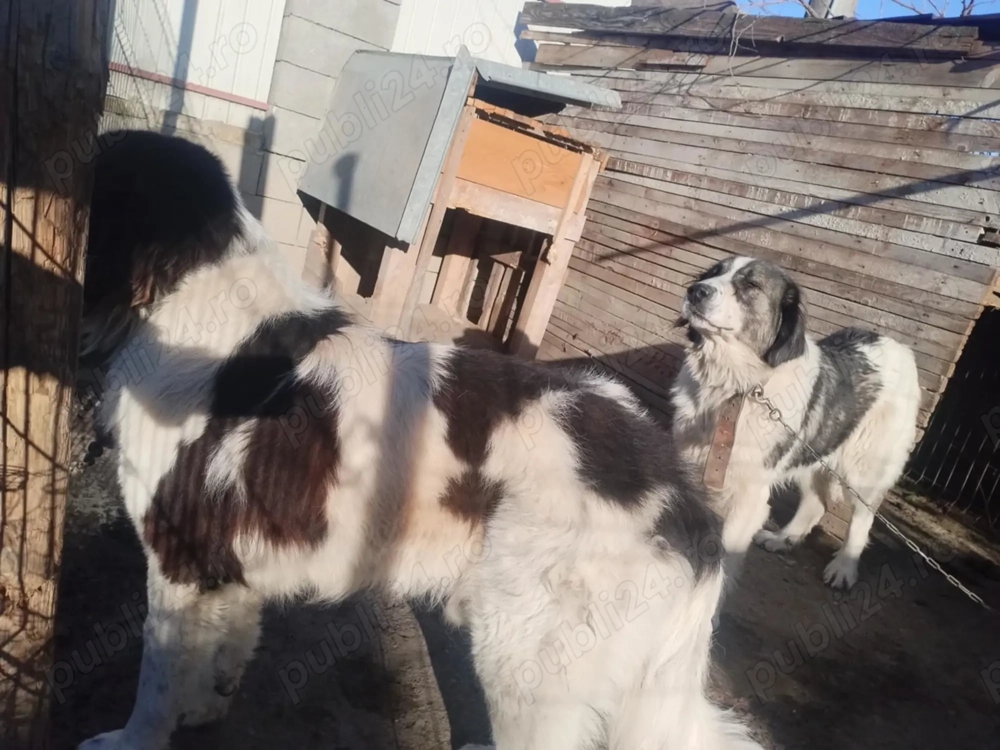 Vând ciobănești de bucovina Vând ciobănești de bucovina