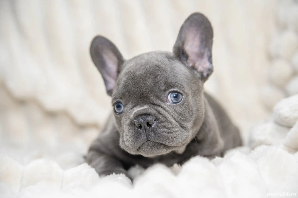 Bulldog Francez - blue ochișorii albaștrii - posibilitate transport - buldog francez 