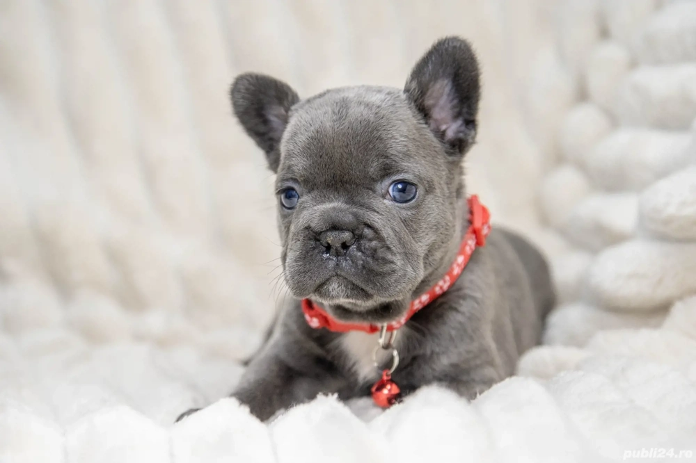 Bulldog Francez - blue ochișorii albaștrii - posibilitate transport - buldog francez 