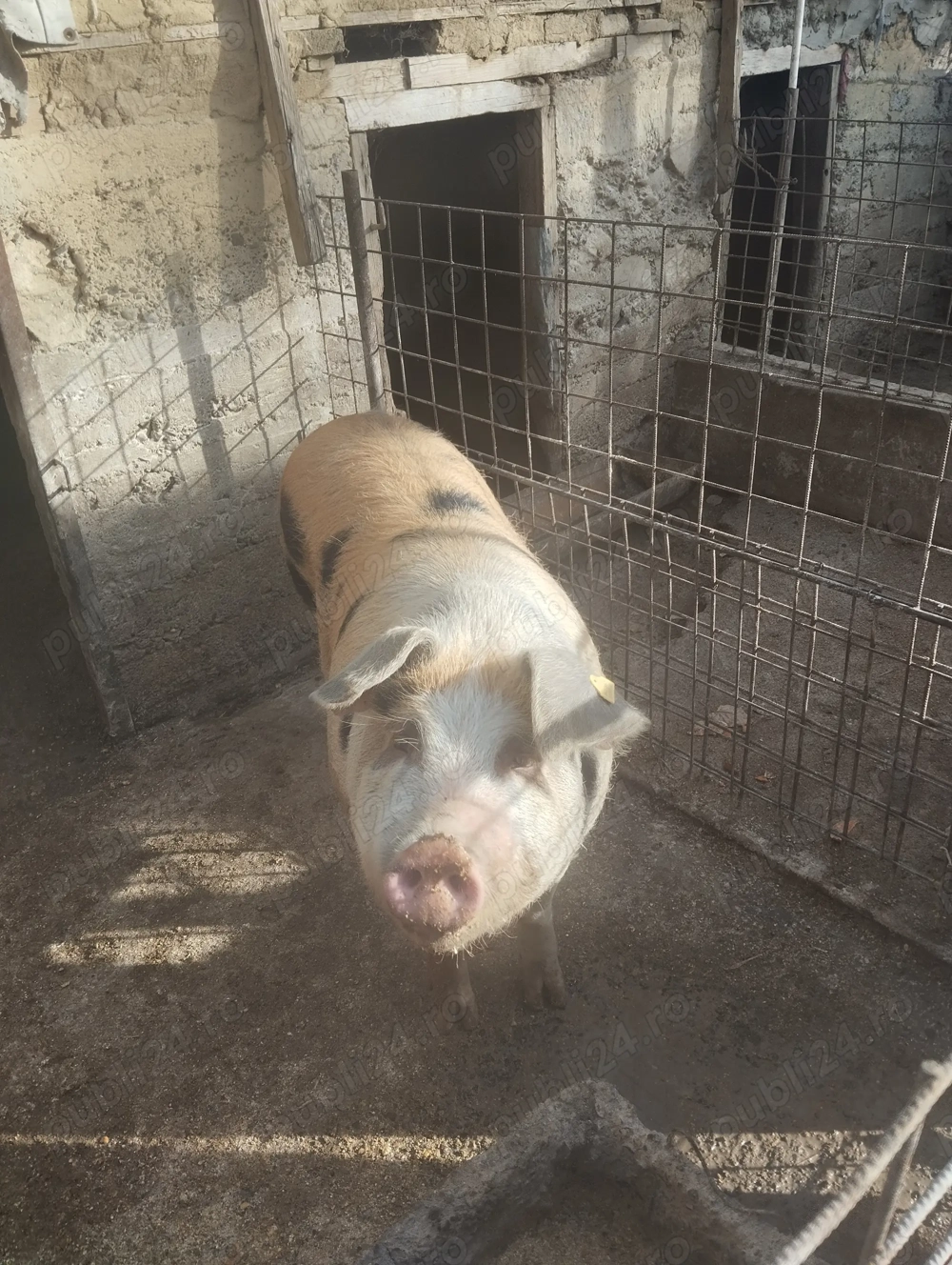 De vânzare scroafa  De vânzare scroafa