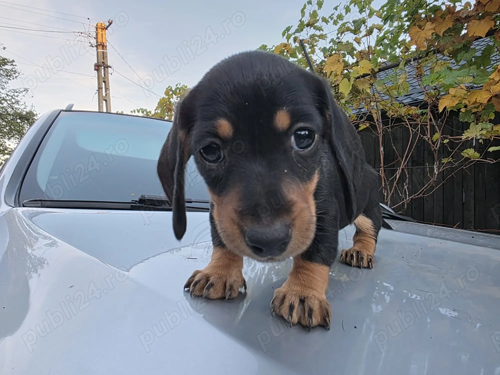 Catei teckel (fetite teckel ,Dachshund)