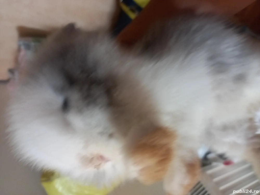 vind iepure de talie mica