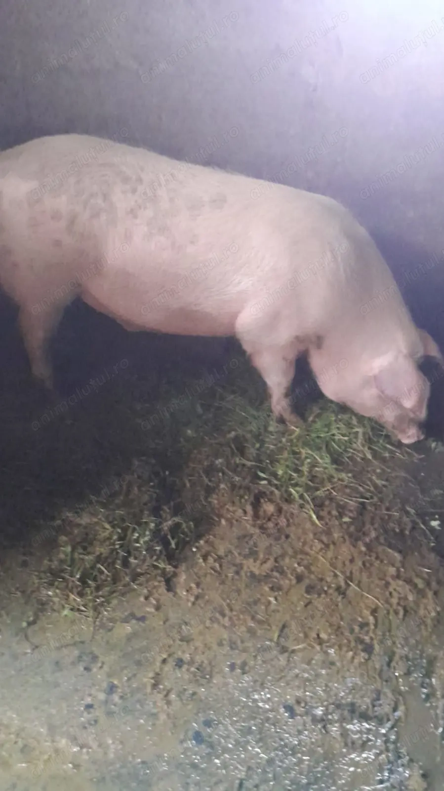 Vand 2 porci de 140 si 170 de kg