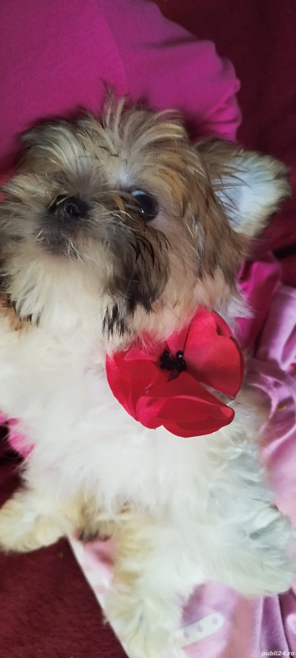 bichon havanez Suceava cățel cățelușă