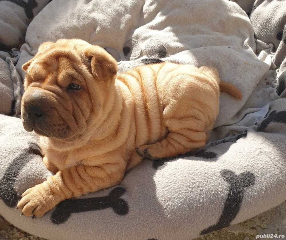 Shar pei adorabili  Shar pei adorabili