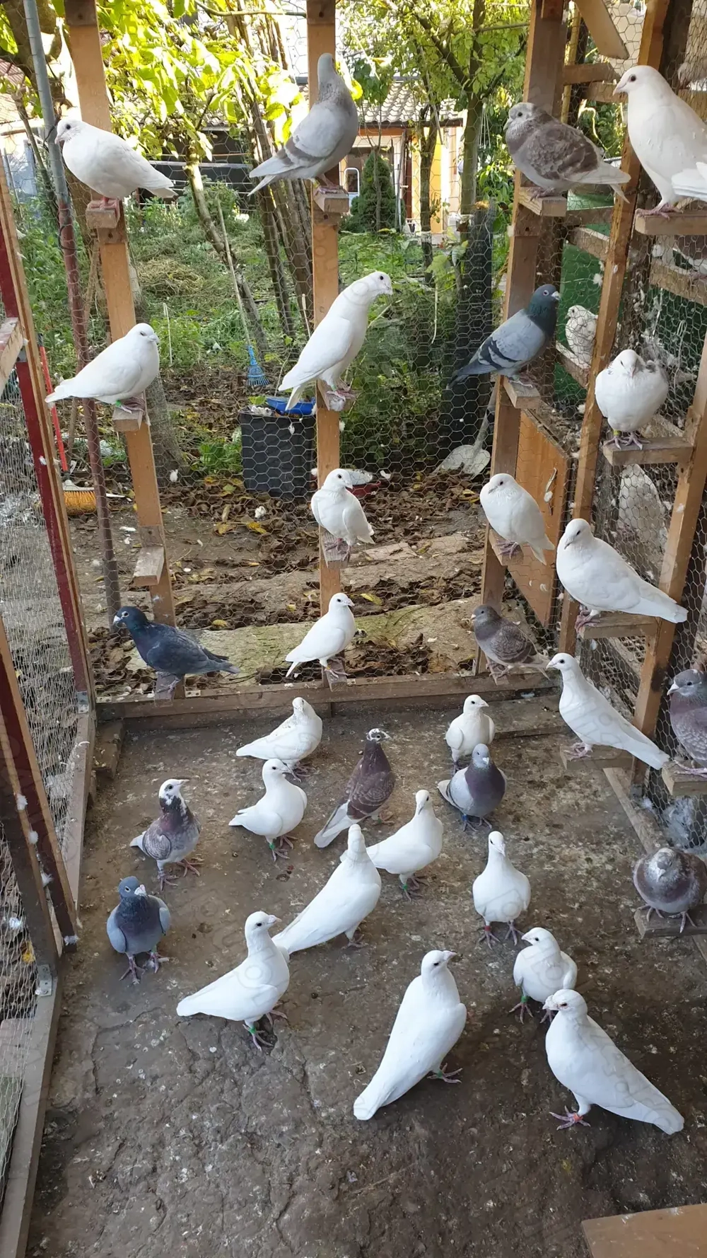 Ocazie! Vand voiajori albi pentru nunti si voiajori concurs vaccinati!