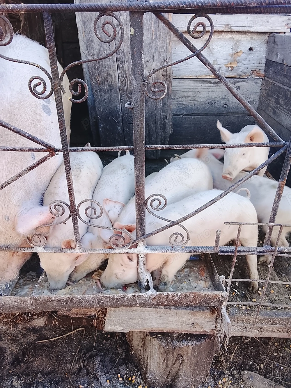 Vând Purcei frumoși de carne Landras