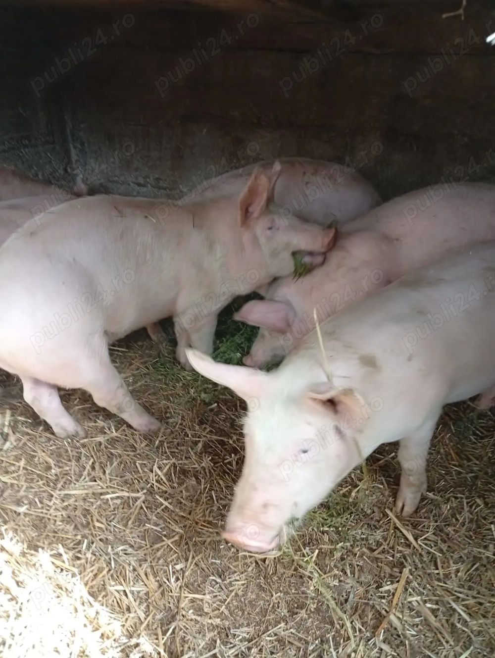 Vand 2 porci marele alb 