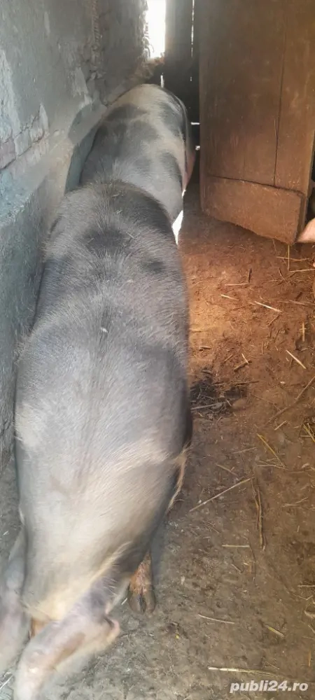 Vand porcii! Vand porcii!