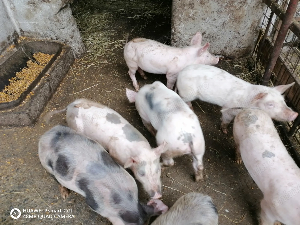 Grăsuni de vânzare, vârsta 6 săptămâni  Grăsuni de vânzare, vârsta 6 săptămâni