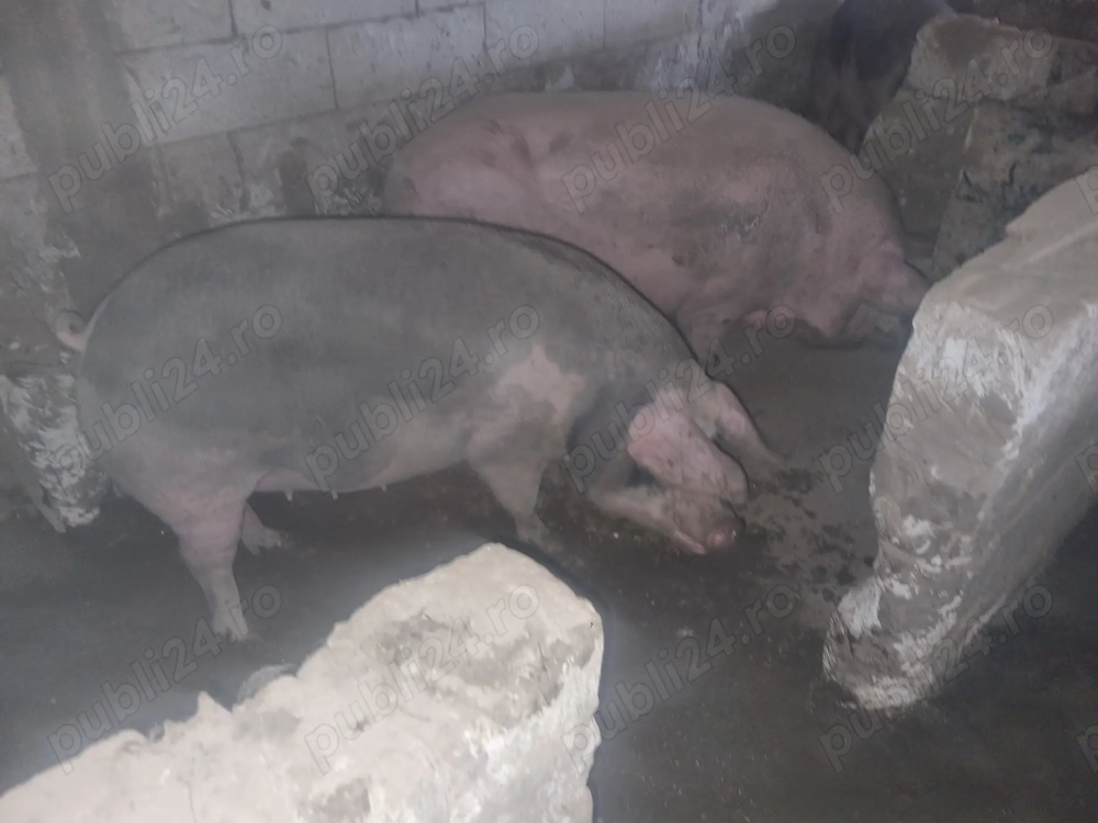 Porcii de vazare 17 lei kg