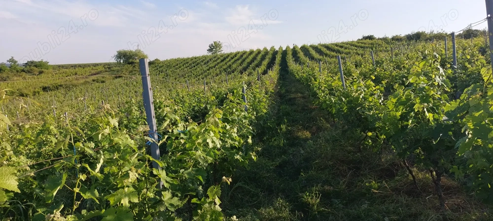 Vand 2,50 ha. vie în Dragasani