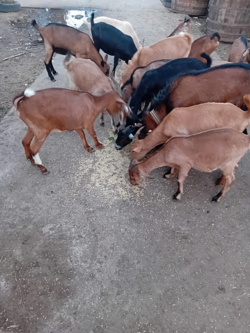 Vând 5 tapi alpini francezi 30 kg în viu .