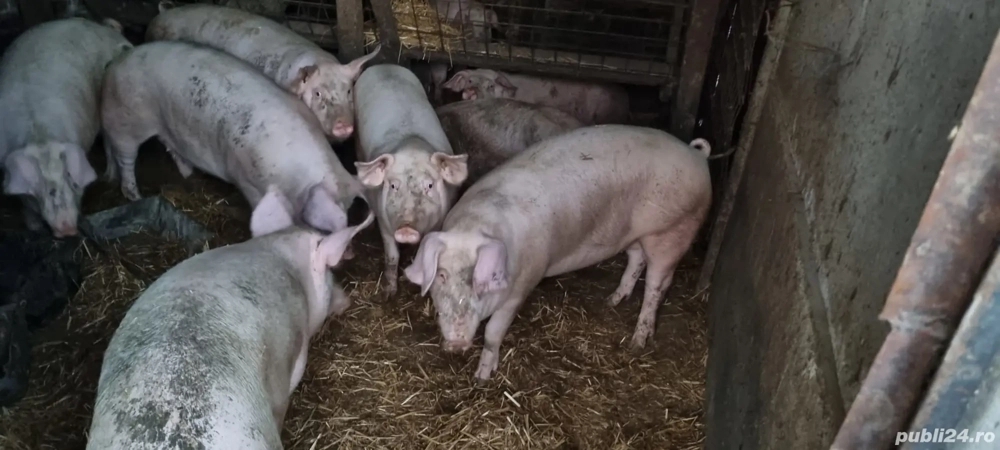 porci de vânzare 