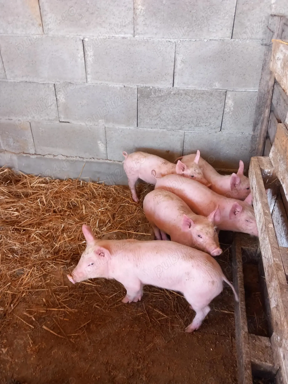 Purcei de vânzare  Purcei de vânzare