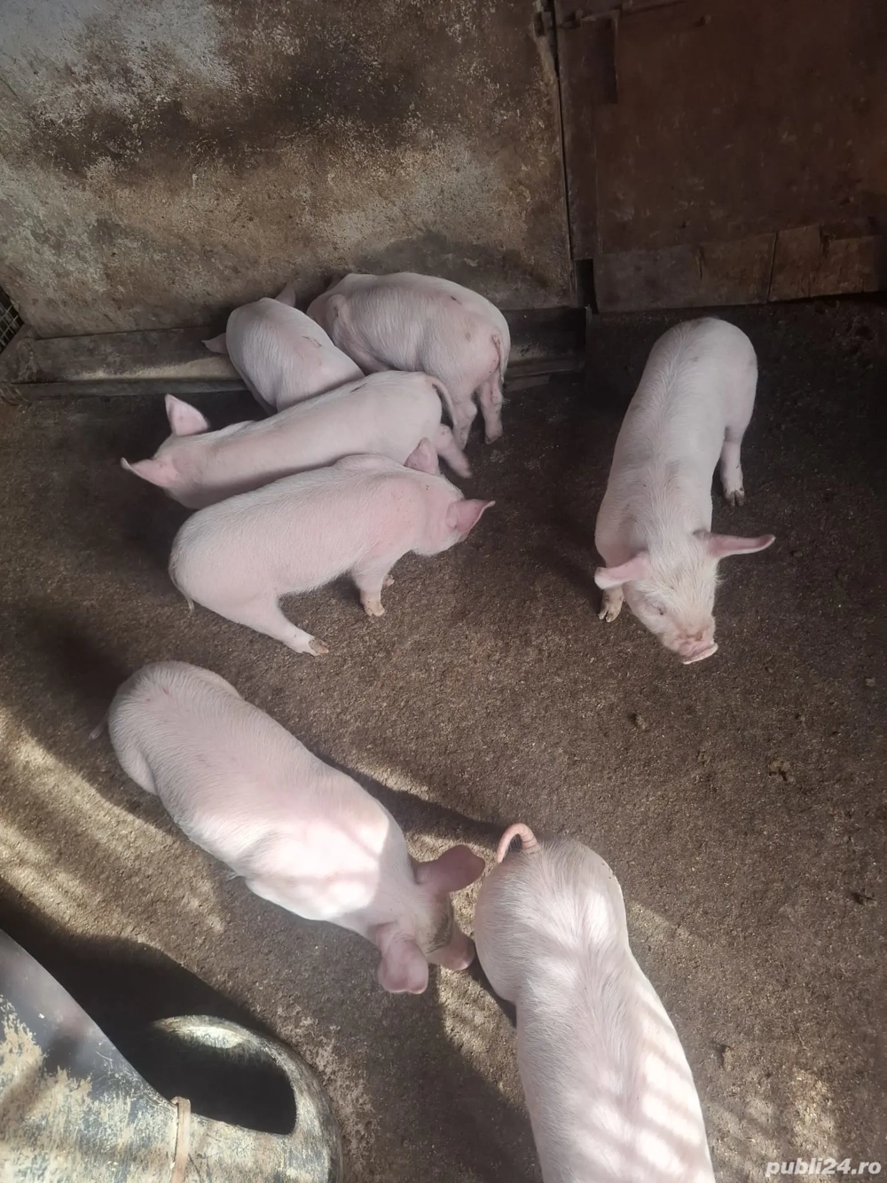 Purcei de vânzare Purcei de vânzare