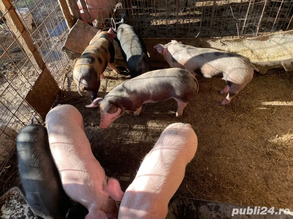 Purcei marele alb   pietran  Purcei marele alb   pietran