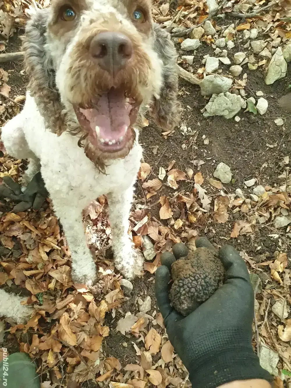 Lagotto Romagnollo pentru trufe