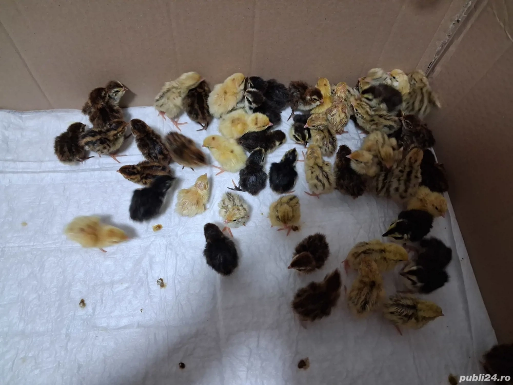 60 Pui Prepeliță  60 Pui Prepeliță