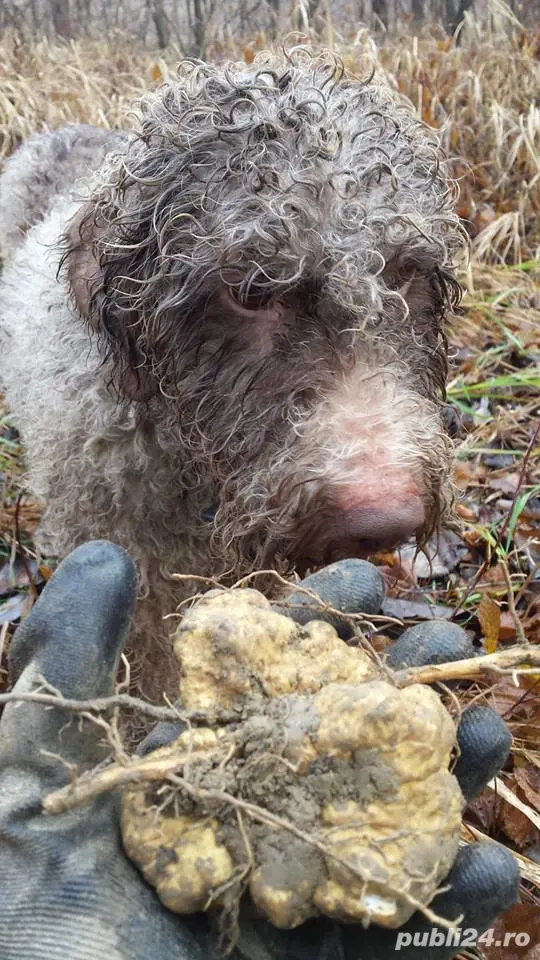 Lagotto Romagnollo pentru căutat trufe