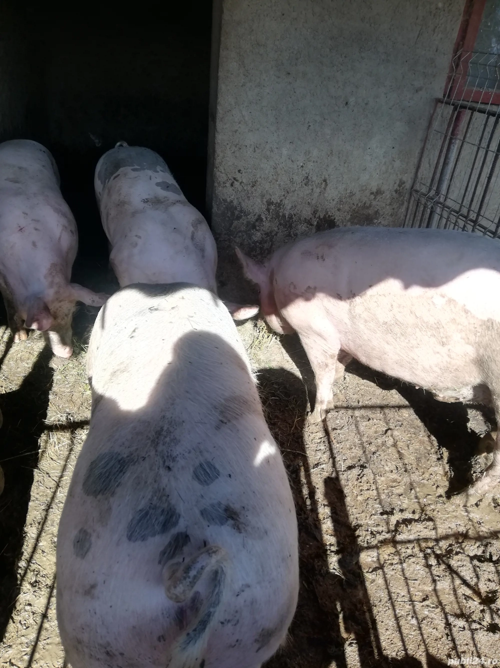 Porci de vânzare. Porci de vânzare.