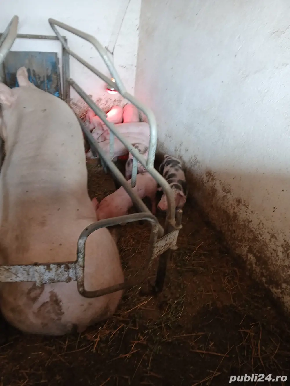 vand purcei mici vand purcei mici