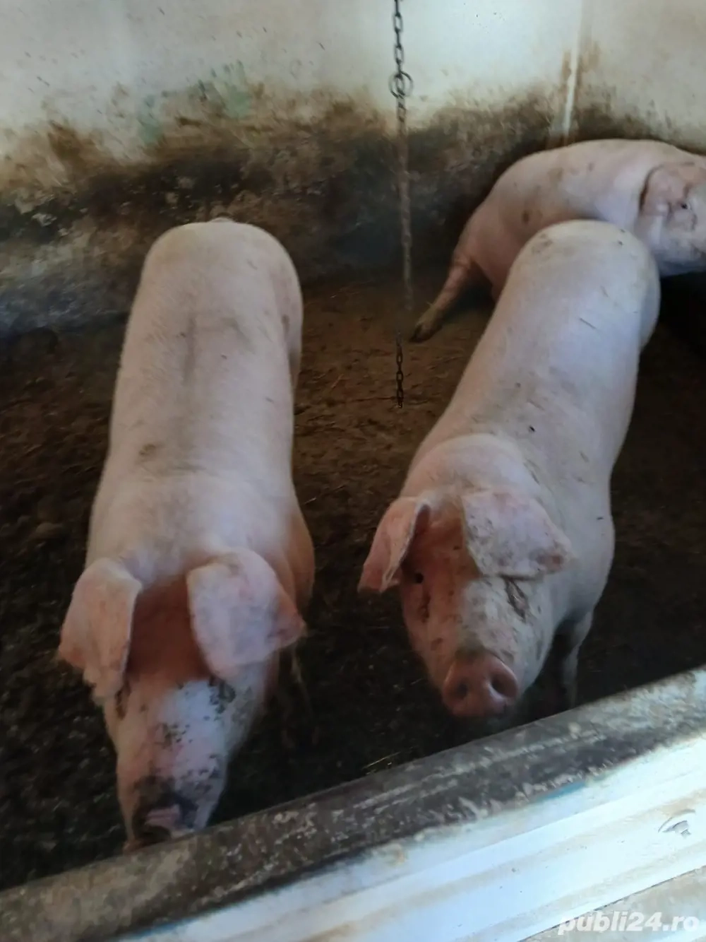 vand porci pentru taiat