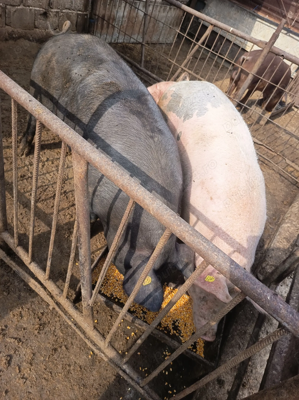 Porci pt craciun Porci pt craciun