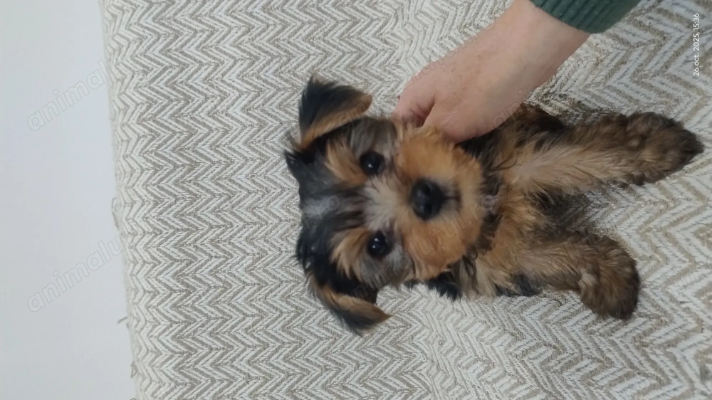 De vînzare patru cățeluși Yorkshire Terier  De vînzare patru cățeluși Yorkshire Terier