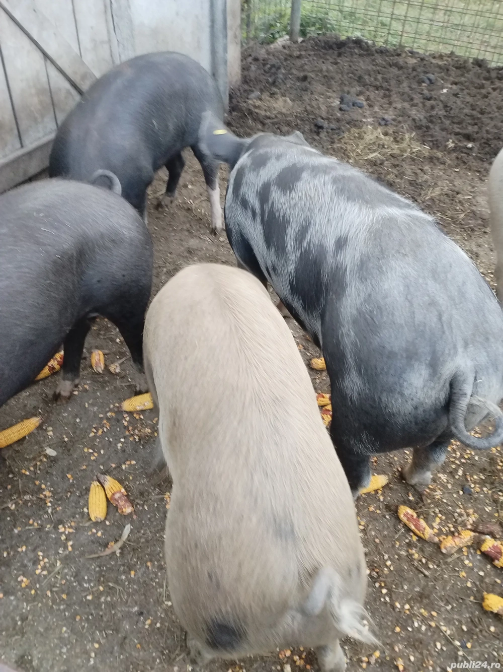 porci de vanzare porci de vanzare