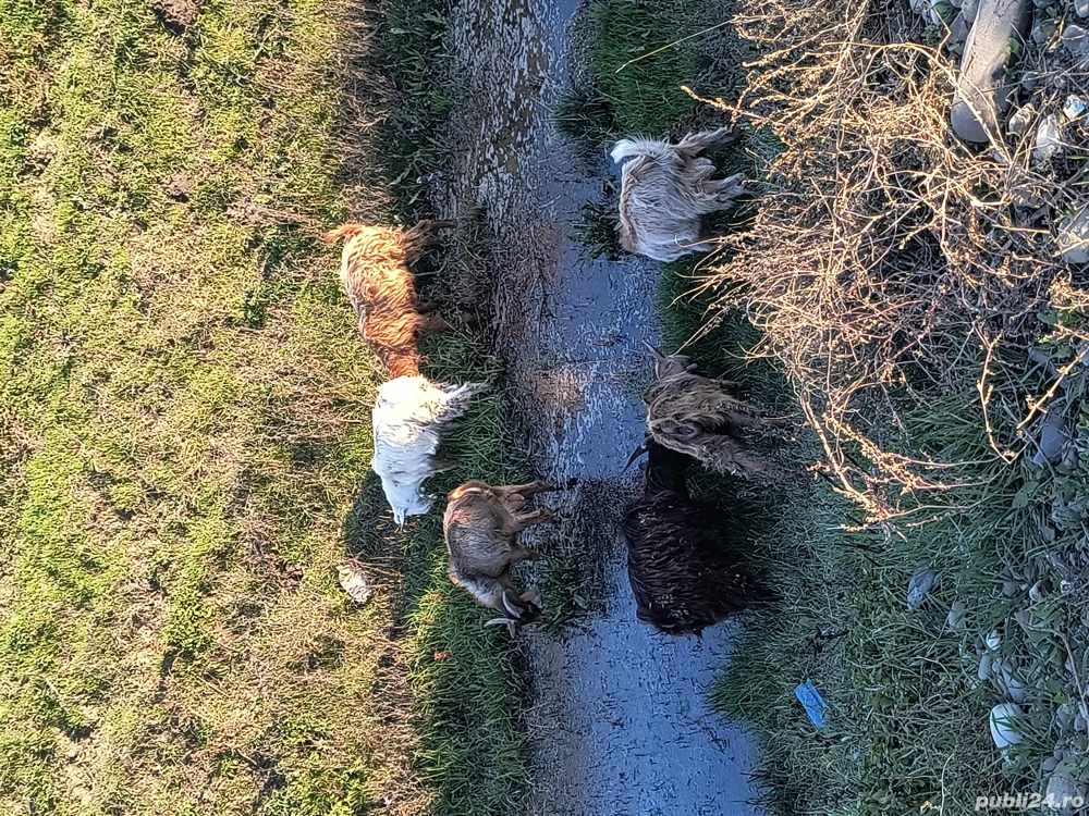 iezi de vânzare  iezi de vânzare