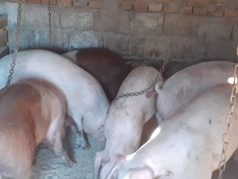 Vand porci crescuti cu cereale Vand porci crescuti cu cereale